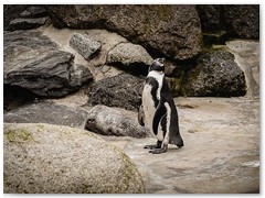 Pinguin-Museum Cuxhaven